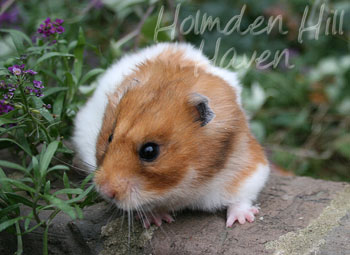 Fergie- Golden Tortoiseshell and White (Banded) Longhaired